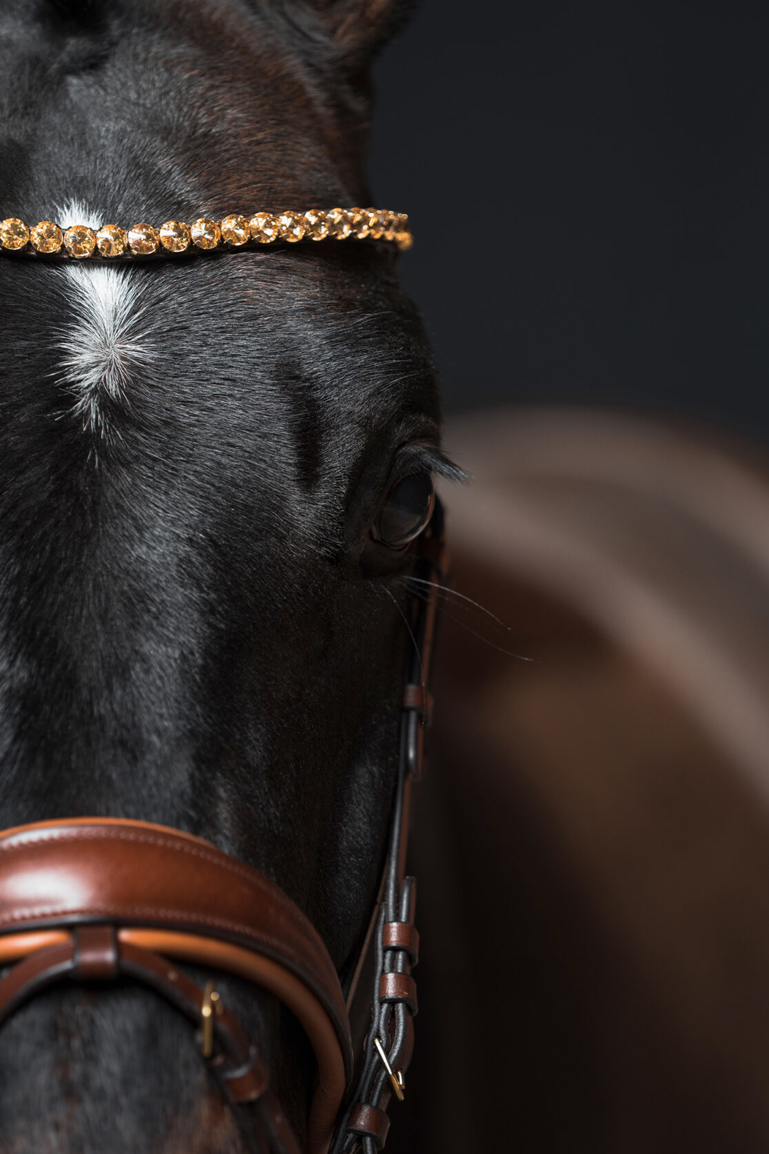 Detailaufnahme Pferdeauge und Pferdestirn, goldglitzernder Stirnriemen und hellbraunen Nasenriemen