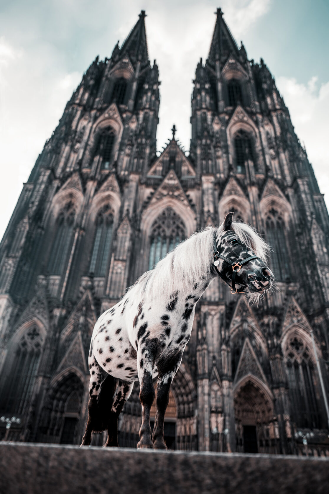 schwarz-weiß gepunktetes Pony auf der Domplatte mit Kölner Dom im Hintergrund